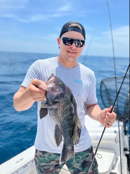 Black Seabass fishing in Mount Pleasant, South Carolina