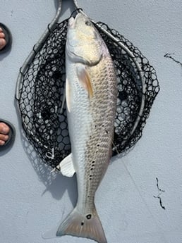 Redfish Fishing in Galveston, Texas