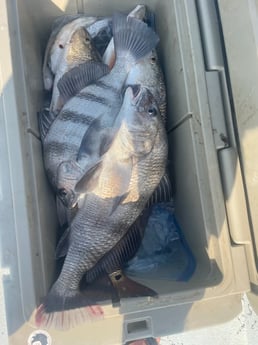 Black Drum, Redfish Fishing in Rockport, Texas