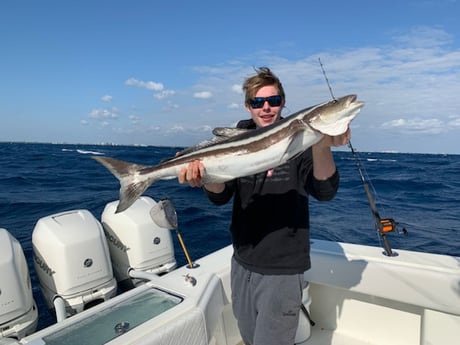 Cobia Fishing in Palm Beach, Florida