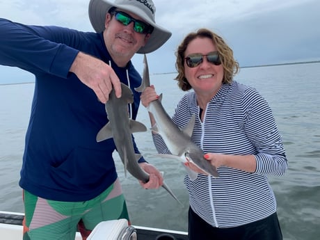 Bonnethead Shark fishing in Clearwater, Florida