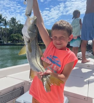 Snook fishing in Sarasota, Florida