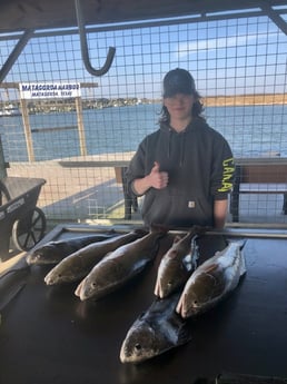 Black Drum, Redfish Fishing in Matagorda, Texas