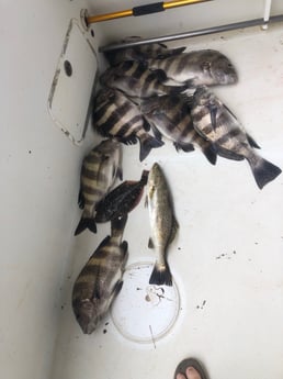 Flounder, Sheepshead, Speckled Trout / Spotted Seatrout Fishing in