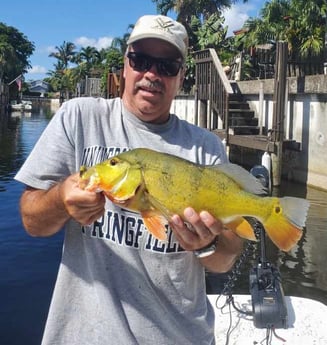 Peacock Bass fishing in Delray Beach, Florida