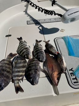 Sheepshead fishing in St. Petersburg, Florida