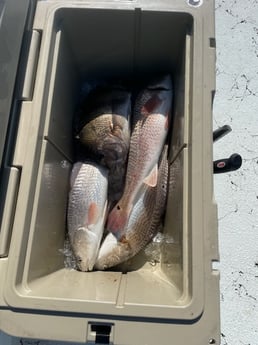 Redfish, Sheepshead Fishing in Rockport, Texas