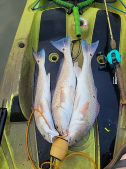 Redfish Fishing in Corpus Christi, Texas