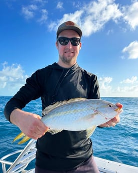 Yellowtail Snapper Fishing in Islamorada, Florida