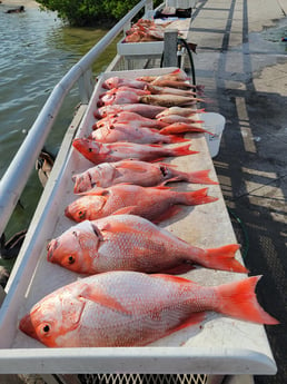 Red Snapper fishing in Clearwater, Florida