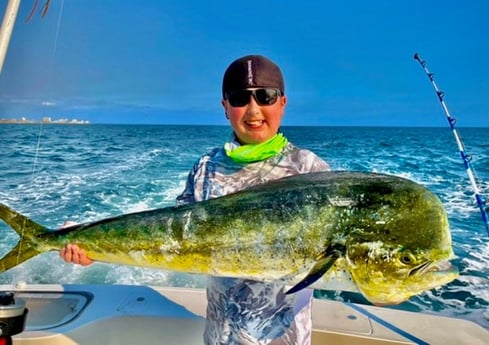 Mahi Mahi Fishing in Destin, Florida