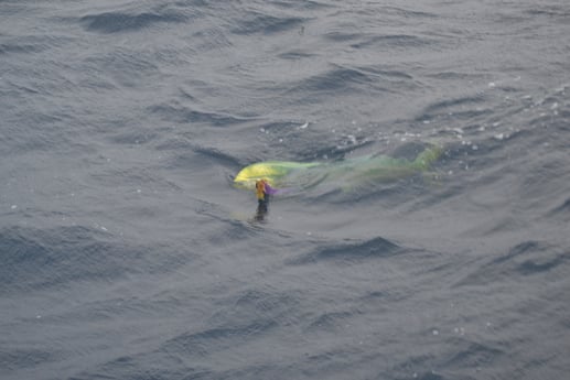 Mahi Mahi / Dorado fishing in Galveston, Texas