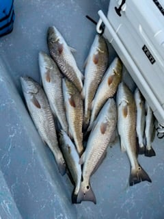 Fishing in Corpus Christi, Texas