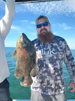 Tripletail fishing in St. Petersburg, Florida