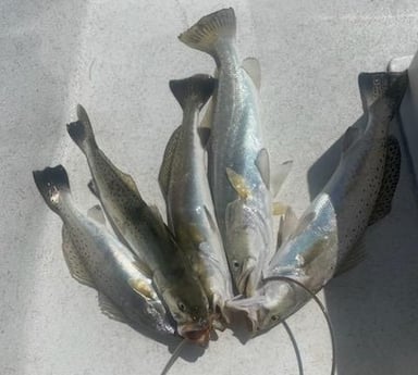 Speckled Trout / Spotted Seatrout fishing in Corpus Christi, Texas