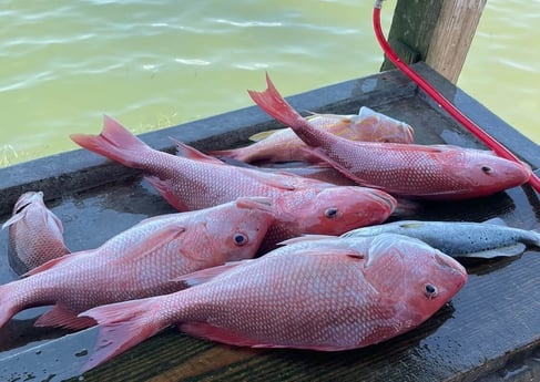 Vermillion Snapper fishing in Rockport, Texas