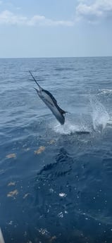 Fishing in Stuart, Florida