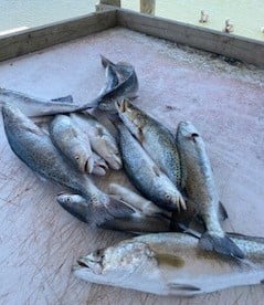 Speckled Trout Fishing in Ingleside, Texas