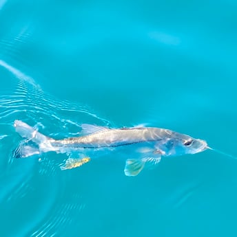 Fishing in South Padre Island, Texas