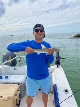 Bonnethead Shark fishing in Clearwater, Florida