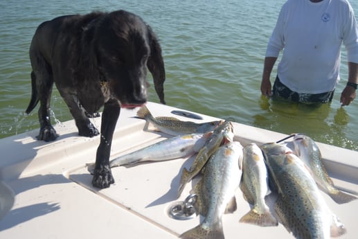 Speckled Trout Fishing in Corpus Christi, Texas