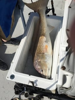 Redfish Fishing in Corpus Christi, Texas