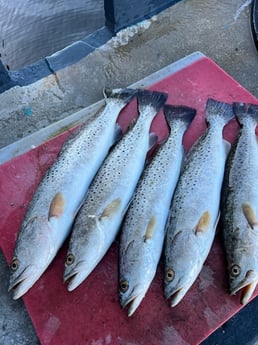 Fishing in Tarpon Springs, Florida