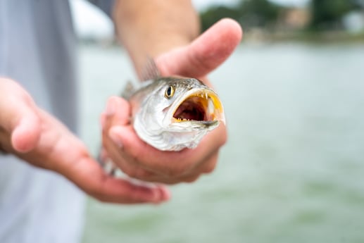 Speckled Trout / Spotted Seatrout fishing in Galveston, Texas