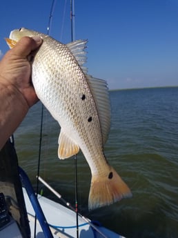 Redfish fishing in Rockport, Texas