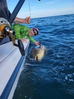 Goliath Grouper fishing in Clearwater, Florida