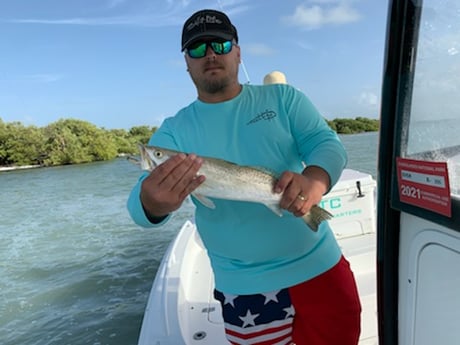 Speckled Trout / Spotted Seatrout fishing in Key Largo, Florida