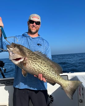 Gag Grouper fishing in Freeport, Texas