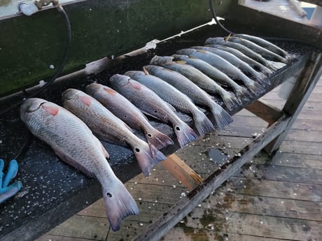 Redfish, Speckled Trout / Spotted Seatrout Fishing in Rio Hondo, Texas