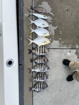 Florida Pompano, Mangrove Snapper, Sheepshead, Spanish Mackerel Fishing in Port Orange, Florida