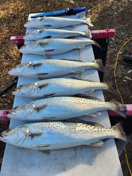 Speckled Trout Fishing in Trails End, North Carolina