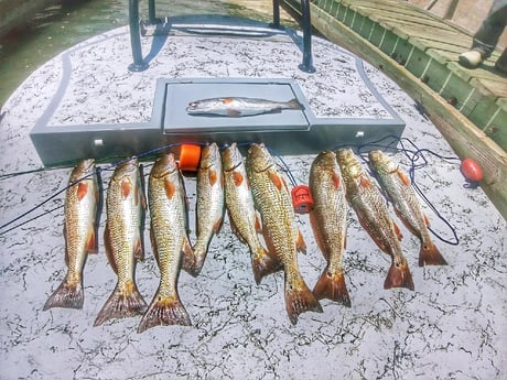 Redfish, Speckled Trout / Spotted Seatrout fishing in Rio Hondo, Texas