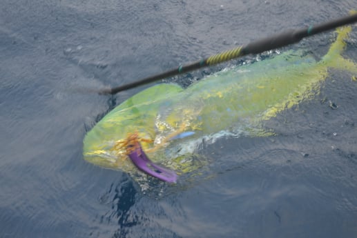 Mahi Mahi / Dorado fishing in Galveston, Texas