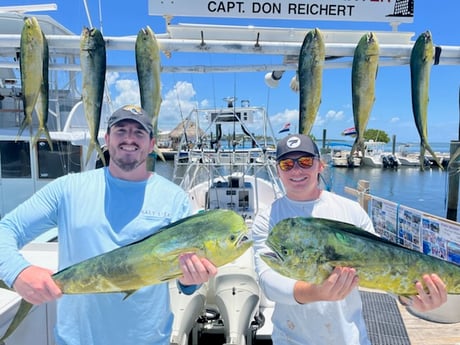 Mahi Mahi / Dorado fishing in Islamorada, Florida