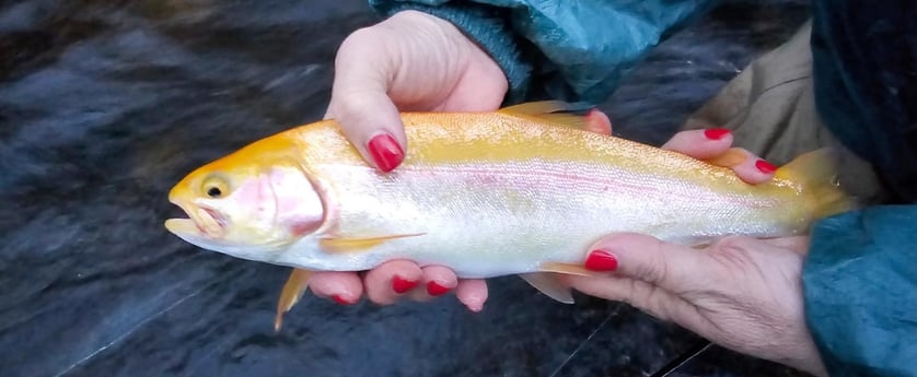 Golden Trout Fishing in Broken Bow, Oklahoma