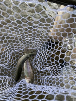 Rainbow Trout fishing in Broken Bow, Oklahoma