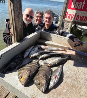 Black Drum, Sheepshead, Speckled Trout Fishing in Galveston, Texas