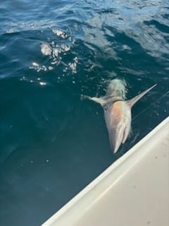 Fishing in Destin, Florida