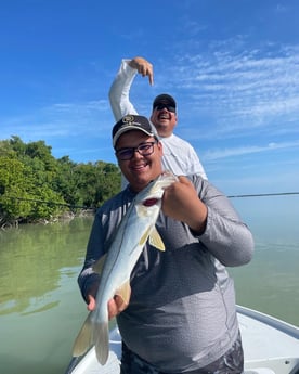 Snook fishing in Tavernier, Florida