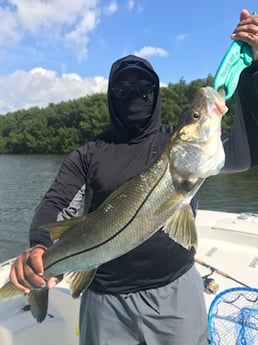 Snook Fishing in St. Petersburg, Florida