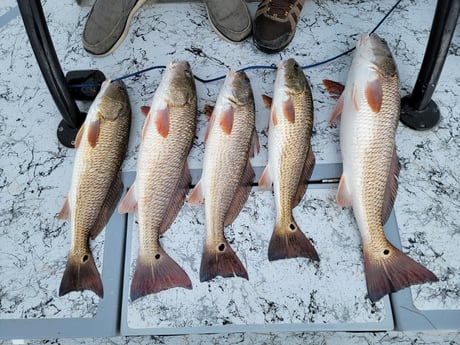 Redfish Fishing in South Padre Island, Texas