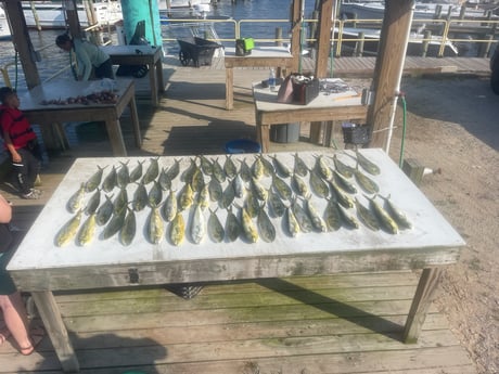 Mahi Mahi Fishing in Gulf Shores, Alabama