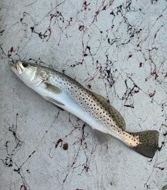 Speckled Trout Fishing in South Padre Island, Texas