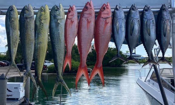 Blackfin Tuna, Mahi Mahi / Dorado, Vermillion Snapper fishing in Marathon, Florida