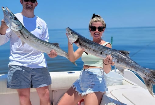 Barracuda fishing in Clearwater, Florida