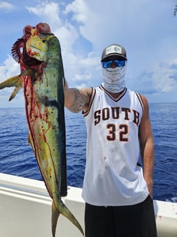 Mahi Mahi Fishing in Fort Lauderdale, Florida